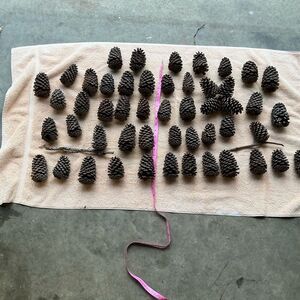 Bundle of 50 of Pine Cones 3”-5”